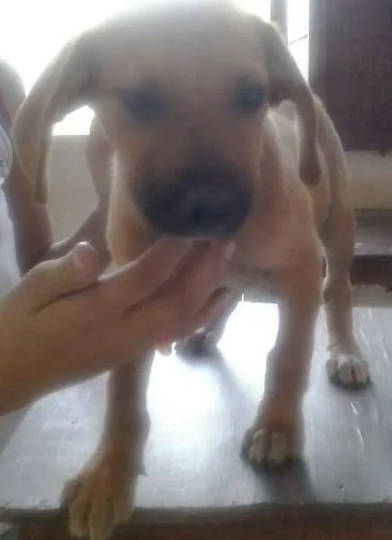 Cachorro raça Vira lata idade Abaixo de 2 meses nome Lulu