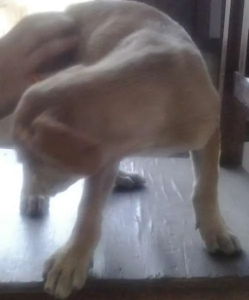 Cachorro raça Vira lata idade Abaixo de 2 meses nome Lulu