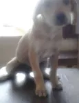 Lulu