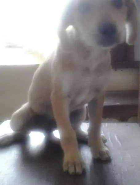 Cachorro raça Vira lata idade Abaixo de 2 meses nome Lulu
