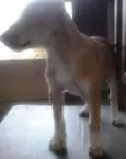 Lulu