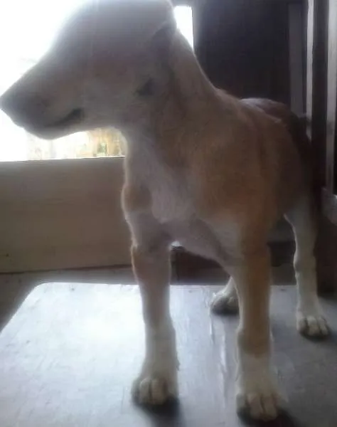 Cachorro raça Vira lata idade Abaixo de 2 meses nome Lulu