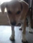 Lulu
