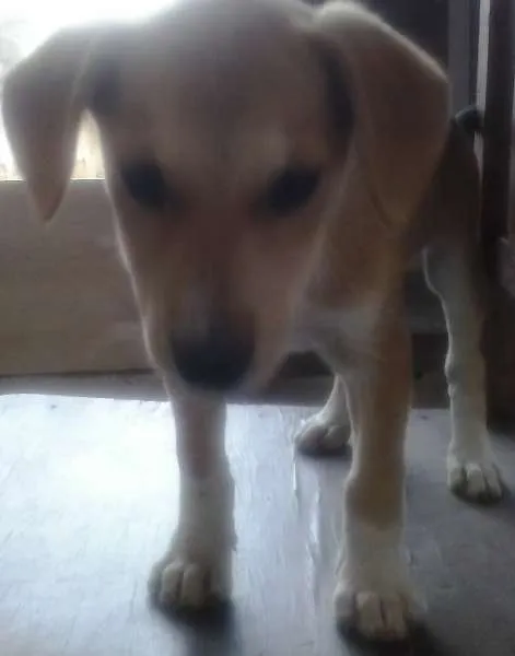 Cachorro raça Vira lata idade Abaixo de 2 meses nome Lulu