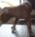 Lulu