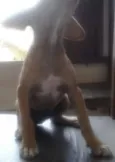 Lulu