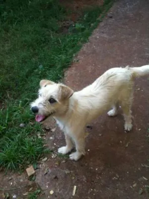 Cachorro raça SRD idade 1 ano nome Branca