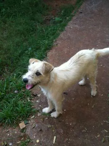 Cachorro ra a SRD idade 1 ano nome Branca