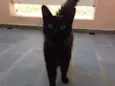 Neguinho