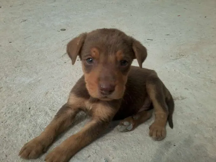 Cachorro ra a SRD idade 2 a 6 meses nome lindos