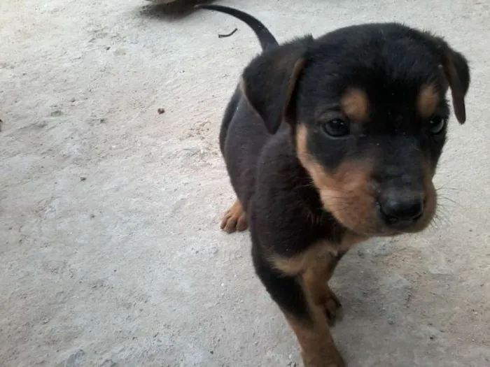 Cachorro ra a SRD idade 2 a 6 meses nome lindos
