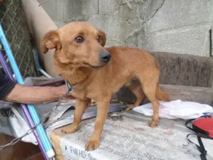 Cachorro raça sem raça definida idade 1 ano nome Pingo