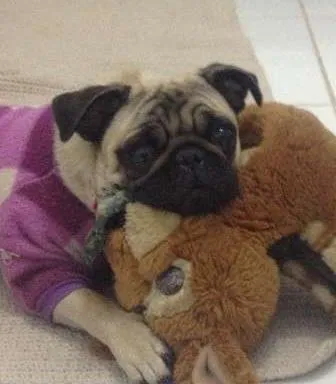 Cachorro ra a Pug idade 2 anos nome Jollie GRATIFICA