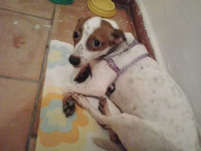 Cachorro ra a SRD idade 3 anos nome S/ nome