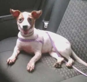 Cachorro raça SRD idade 3 anos nome S/ nome