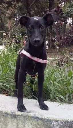 Cachorro raça sem raça definida idade 7 a 11 meses nome Luna