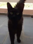 Neguinho