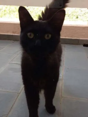 Gato raça Não idade 1 ano nome Neguinho