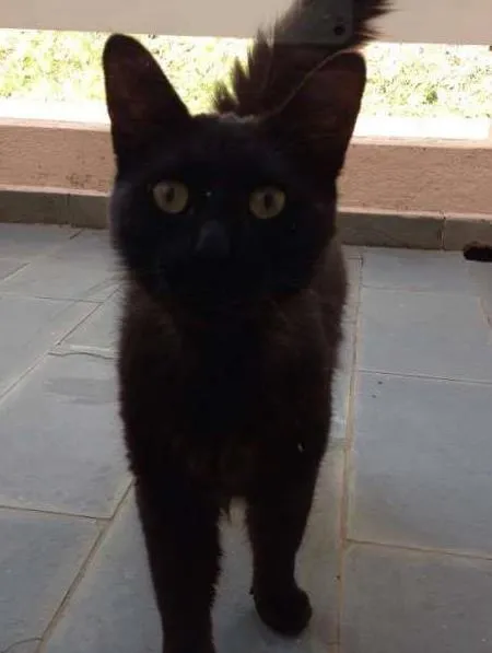 Gato ra a Não idade 1 ano nome Neguinho
