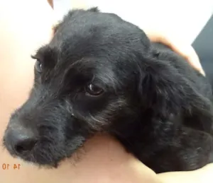 Cachorro raça SRD idade 2 a 6 meses nome Sara
