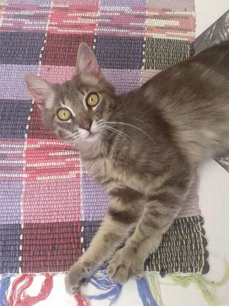 Gato ra a SRD idade 2 a 6 meses nome Oliver Twist