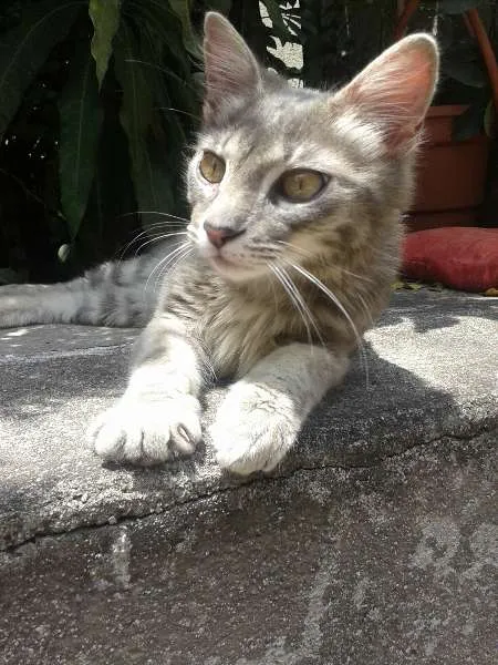 Gato ra a SRD idade 2 a 6 meses nome Oliver Twist