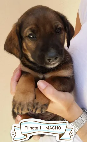 Cachorro ra a SRD idade Abaixo de 2 meses nome Filhotes