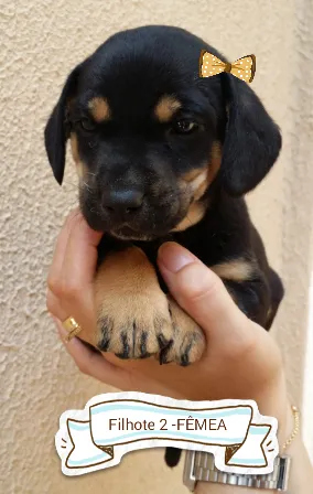 Cachorro ra a SRD idade Abaixo de 2 meses nome Filhotes