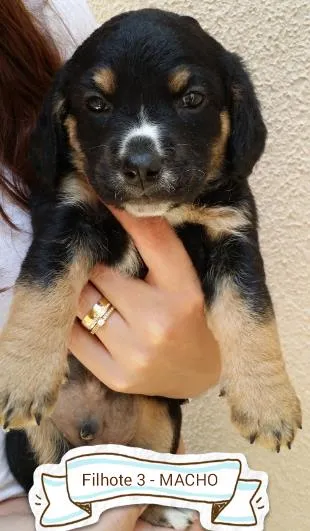 Cachorro ra a SRD idade Abaixo de 2 meses nome Filhotes