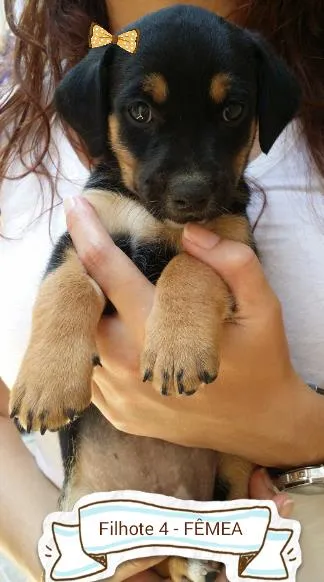 Cachorro ra a SRD idade Abaixo de 2 meses nome Filhotes