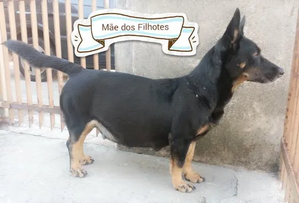 Cachorro ra a SRD idade Abaixo de 2 meses nome Filhotes