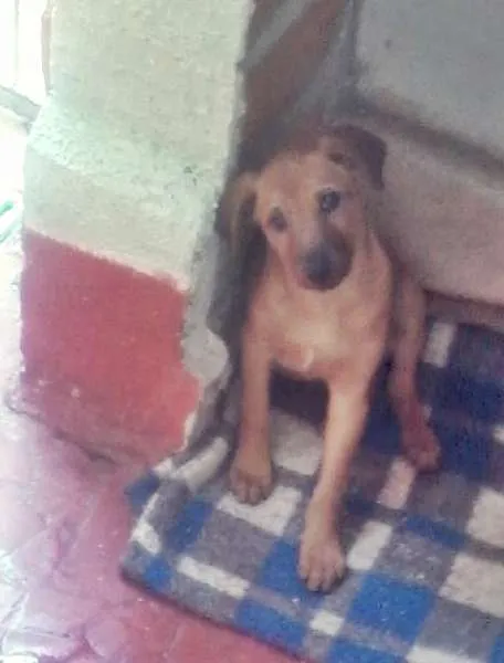 Cachorro ra a Mestiça  idade 2 a 6 meses nome Bidu