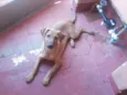 Bidu