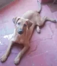 Bidu