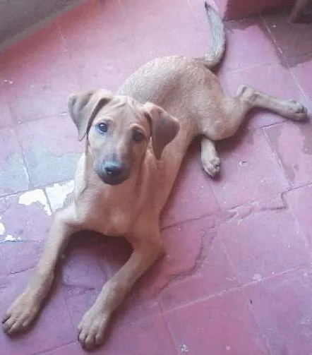 Cachorro ra a Mestiça  idade 2 a 6 meses nome Bidu