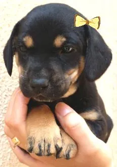 Cachorro ra a SRD idade Abaixo de 2 meses nome Filhotes