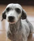 Gorda