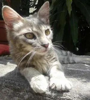 Gato raça SRD idade 2 a 6 meses nome Oliver Twist