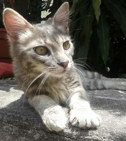 Gato ra a SRD idade 2 a 6 meses nome Oliver Twist
