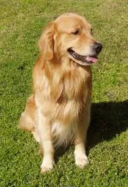 Cachorro ra a Golden idade 1 ano nome Duck
