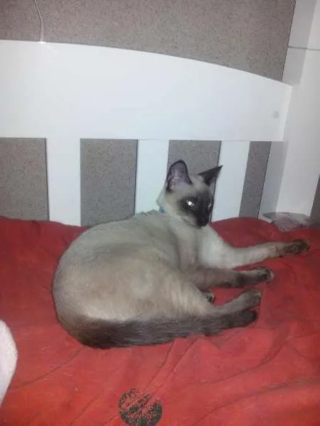 Gato ra a Siamês idade 7 a 11 meses nome Maskara GRATIFICA