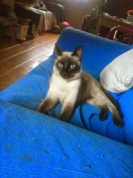 Gato ra a Siamês idade 7 a 11 meses nome Maskara GRATIFICA