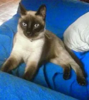 Gato raça Siamês idade 7 a 11 meses nome Maskara GRATIFICA