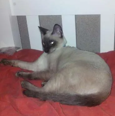 Gato ra a Siamês idade 7 a 11 meses nome Maskara GRATIFICA