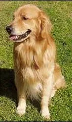 Cachorro ra a Golden idade 1 ano nome Duck