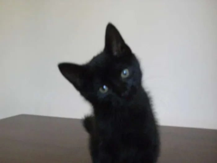 Gato ra a SRD idade 2 a 6 meses nome RICK