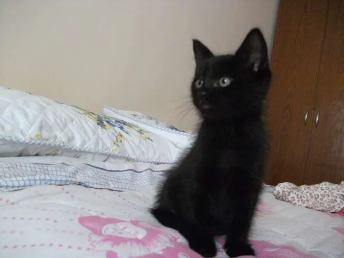 Gato ra a SRD idade 2 a 6 meses nome RICK