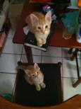 amarelinhos