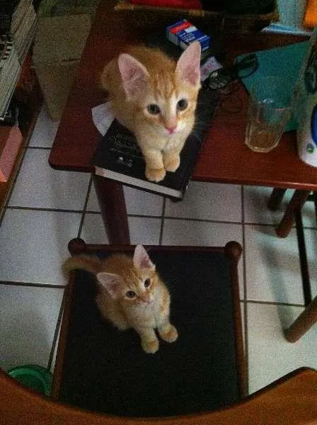 Gato raça vira-latas idade 2 a 6 meses nome amarelinhos