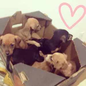 Cachorro raça SRD idade Abaixo de 2 meses nome Sem nome